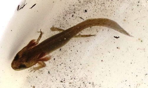 smooth newt (Lissotriton vulgaris) Kenneth Noble