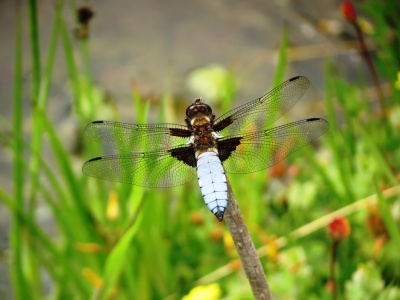 broad-bodies chaser (Libellula depressa) Kenneth Noble