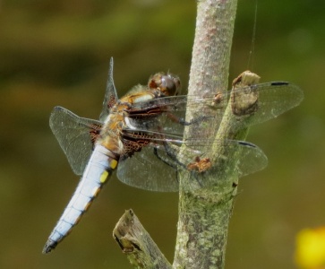 broad-bodied chaser (Libellula depressa) Kenneth Noble