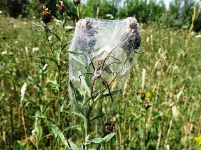 Nursery web spider (Pisaura mirabilis) Kenneth Noble