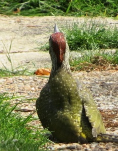 green woodpecker (Picus viridis) Kenneth Noble