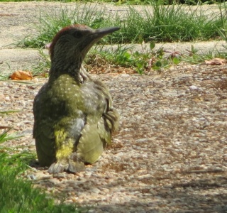 green woodpecker (Picus viridus) Kenneth Noble