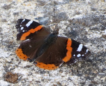 red admiral (Vanessa atalanta) Kenneth Noble