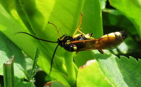 Ichneumon xanthorius ex IMG 2602 (1000)
