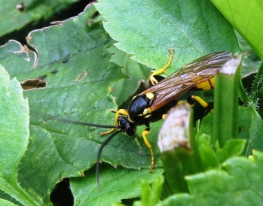Ichneumon xanthorius - Kenneth Noble
