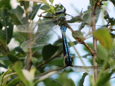 emperor dragonfly (Anax imperator) Kenneth Noble