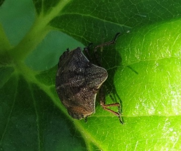 Eurygaster testudinaria (tortoise bug) Kenneth Noble