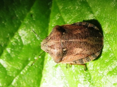 tortoise shieldbug (Eurygaster testudinaria) Kenneth Noble