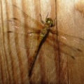 common darter (Sympetrum striolatum) Kenneth Noble