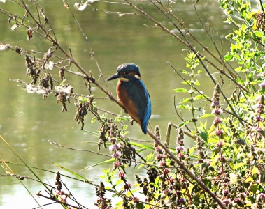 kingfisher (Alcedo atthis) Kenneth Noble