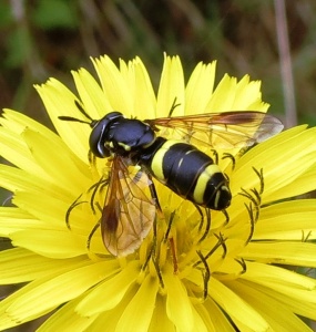 Chrysotoxum bicinctum - Kenneth Noble