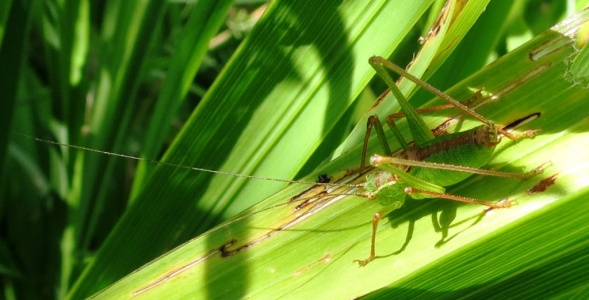 speckled bush-cricket () Kenneth Noble