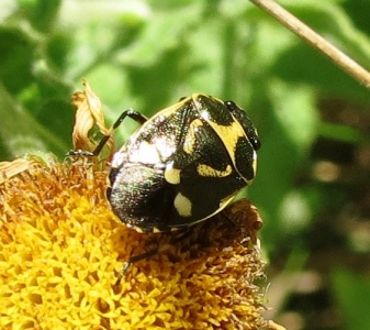 Eurydema oleracea (brassica shieldbug) Kenneth Noble