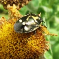 Eurydema oleracea (brassica shieldbug) Kenneth Noble