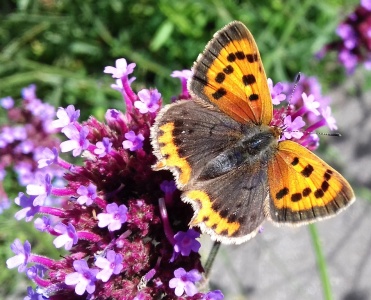 small copper (Lycaena phlaeas) Kenneth Noble