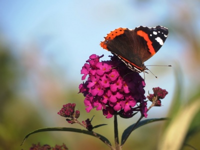 red admiral (Vanessa atalanta) Kenneth Noble