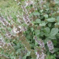 water mint (Mentha aquatica) Kenneth Noble