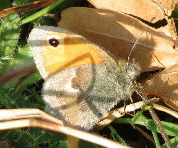 small heath (Coenonympha pamphilus) Kenneth Noble