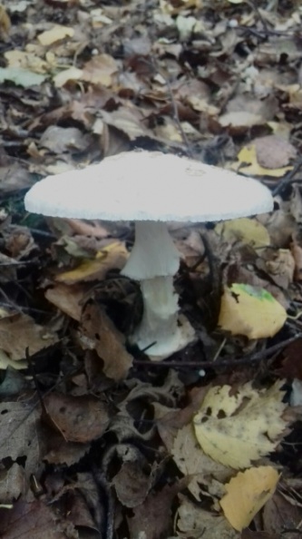 False Death Cap (Amanita citrina) 1 - False Death Cap (Amanita citrina) 1.jpg False Death Cap (Amanita citrina) 1.jpg