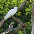 Little egret (Egretta garzetta) Kenneth Noble