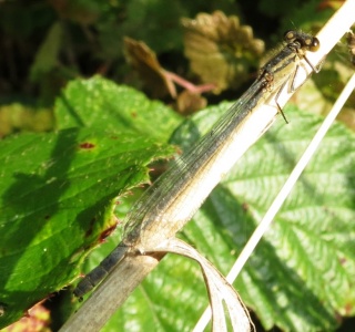 blue-tailed damselfly (Ischnura elegans) Kenneth Noble