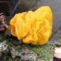 yellow brain (Tremella mesenterica) Kenneth Noble