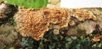 wrinkled crust (Phlebia radiata) Kenneth Noble