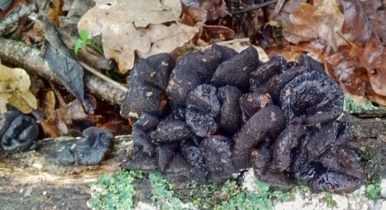 Exidia glandulosa (Black Witches' Butter) Kenneth Noble