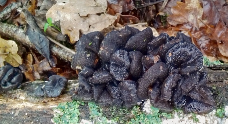 Surrey, February 2021 black witches butter ex 104124 (3)(1000)_edited.jpg