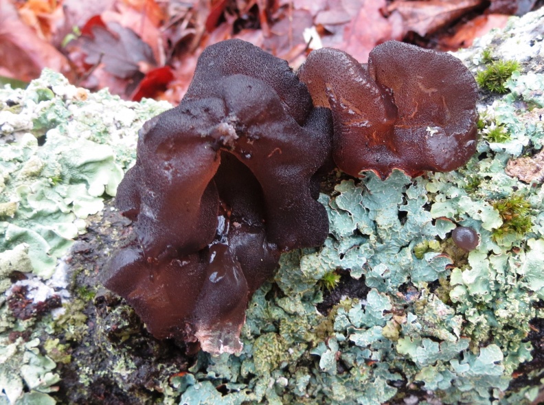 Surrey, February 2020 black witches' butter ex IMG_3905 (1000).JPG