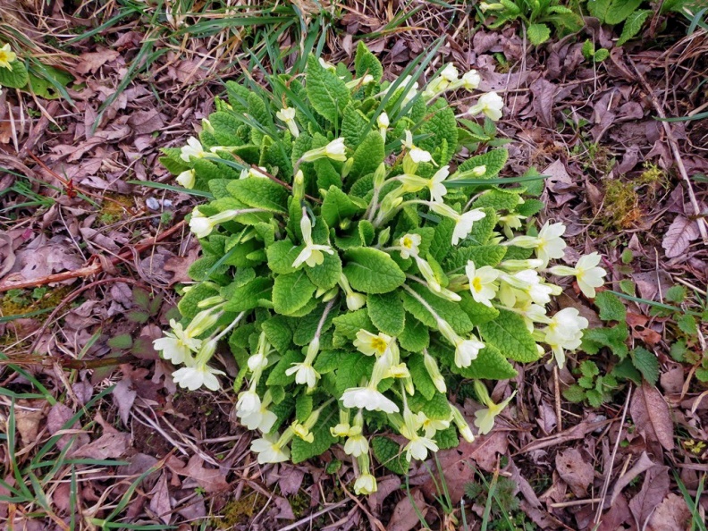primrose ex IMG_4163 (1000)_edited.jpg