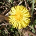 coltsfoot (Tussilago farfara) Kenneth Noble