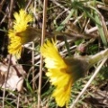 coltsfoot (Tussilago farfara) Kenneth Noble