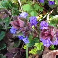ground-ivy (Glechoma hederacea) Kenneth Noble