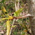 balsam poplar (Populus balsamifera) Kenneth Noble