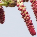 balsam poplar (Populus balsamifera) Kenneth Noble