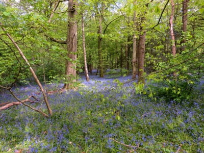 Bluebell wood (Hyacinthoides non-scripta) Kenneth Noble
