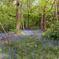 Bluebell wood (Hyacinthoides non-scripta) Kenneth Noble