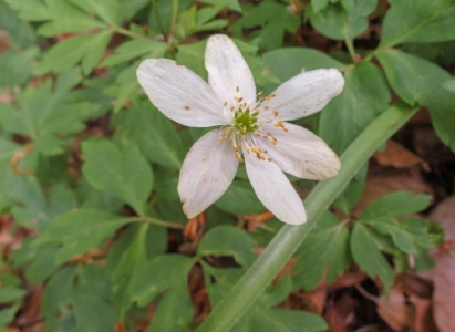 wood anenome ex IMG 4520 (1000)