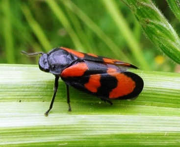 red and black froghopper ex IMG 5042(1000)
