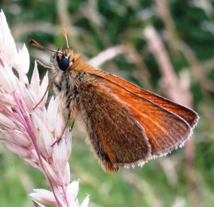 small skipper (Thymelicus sylvestris) Kenneth Noble