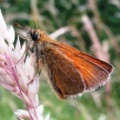 small skipper (Thymelicus sylvestris) Kenneth Noble