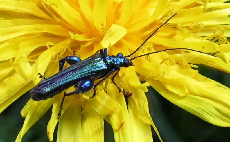 swollen-thighed beetle ex IMG_4584 (1) (1000).JPG