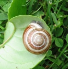 white-lipped snail ex IMG 5515 (1)