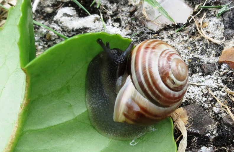 white-lipped snail ex IMG_5515 (2).JPG