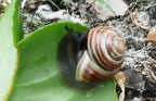 white-lipped snail ex IMG 5515 (2)