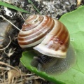 white-lipped snail ex IMG 5515 (3)
