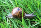 garden snail ex IMG 4873 (1000)