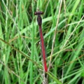 small red damselfly (Ceriagrion tenellum) Kenneth Noble