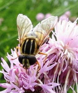 Helophilus trivittatus - Kenneth Noble